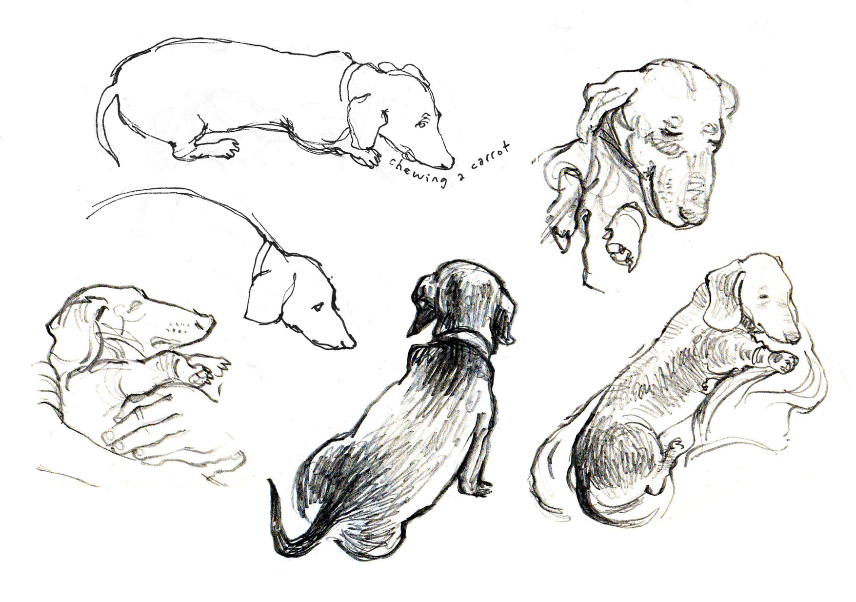 Sausage Dog Drawings